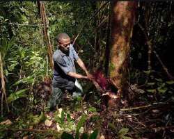 Also, there is lemur hunting for bushmeat due to which lemur are in a threat of disappearance.